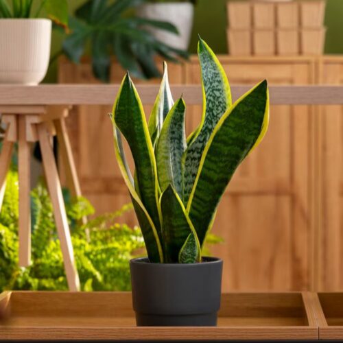 What Is The Best Plant For You?