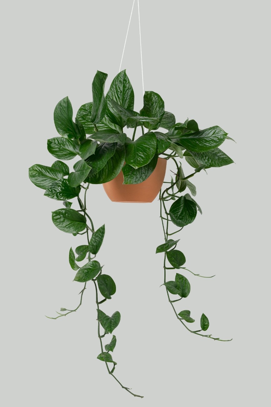 hanging-plant-1