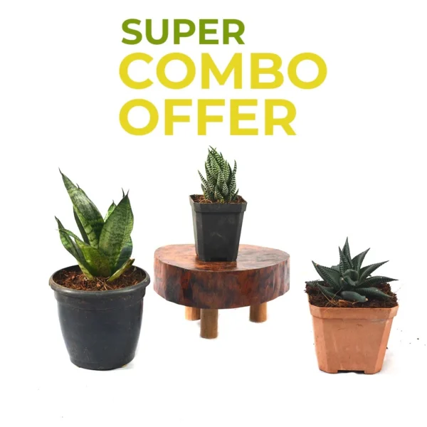 Offer plants 1